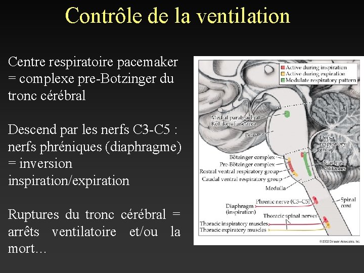 Contrôle de la ventilation Centre respiratoire pacemaker = complexe pre-Botzinger du tronc cérébral Descend