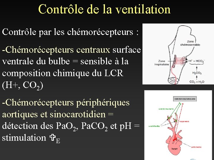 Contrôle de la ventilation Contrôle par les chémorécepteurs : -Chémorécepteurs centraux surface ventrale du