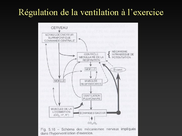 Régulation de la ventilation à l’exercice 