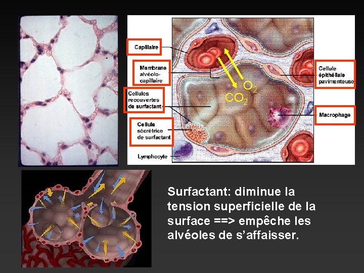 O 2 CO 2 Surfactant: diminue la tension superficielle de la surface ==> empêche