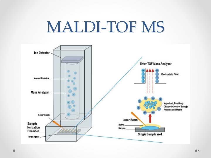 MALDI-TOF MS 4 