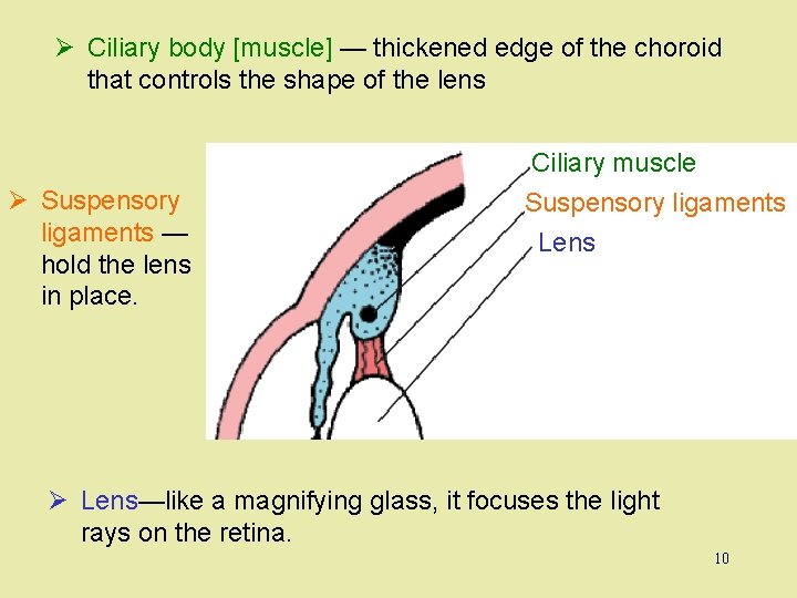 Ø Ciliary body [muscle] — thickened edge of the choroid that controls the shape