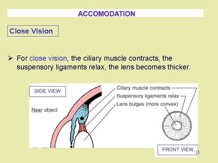 Close Vision Ø For close vision, the ciliary muscle contracts, the suspensory ligaments relax,