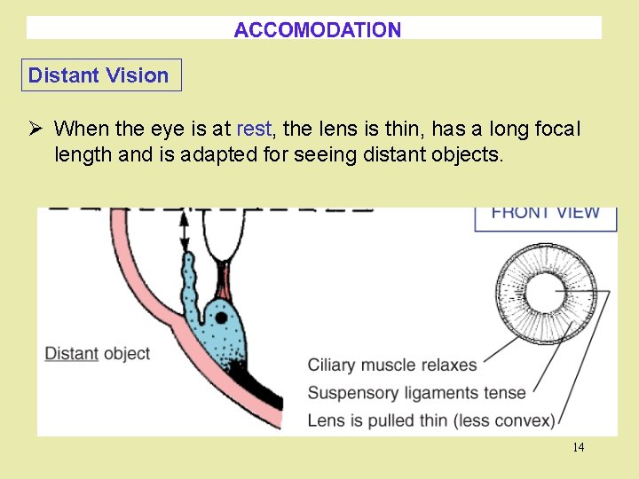 Distant Vision Ø When the eye is at rest, the lens is thin, has