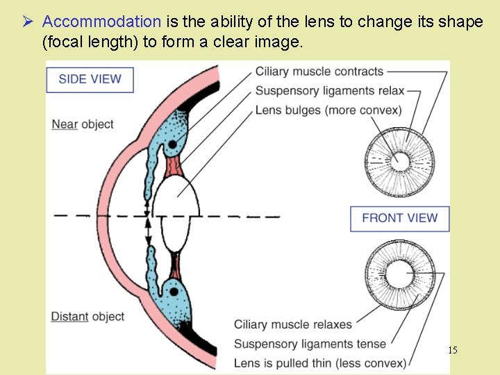 Ø Accommodation is the ability of the lens to change its shape (focal length)