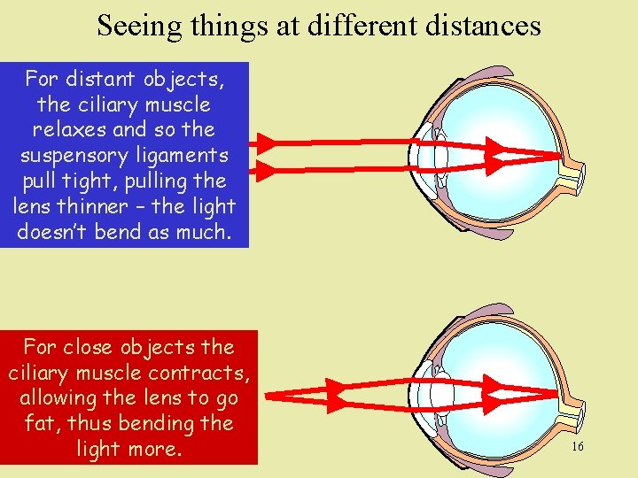 Seeing things at different distances For distant objects, the ciliary muscle relaxes and so