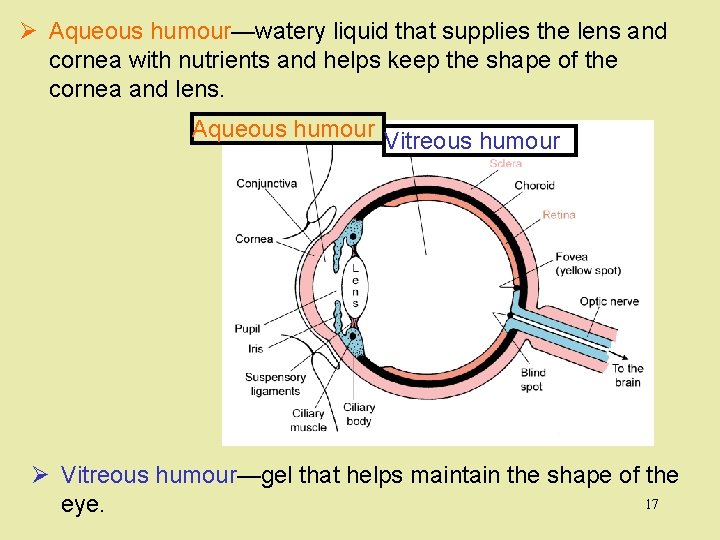 Ø Aqueous humour—watery liquid that supplies the lens and cornea with nutrients and helps