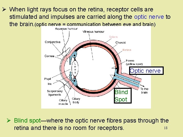 Ø When light rays focus on the retina, receptor cells are stimulated and impulses