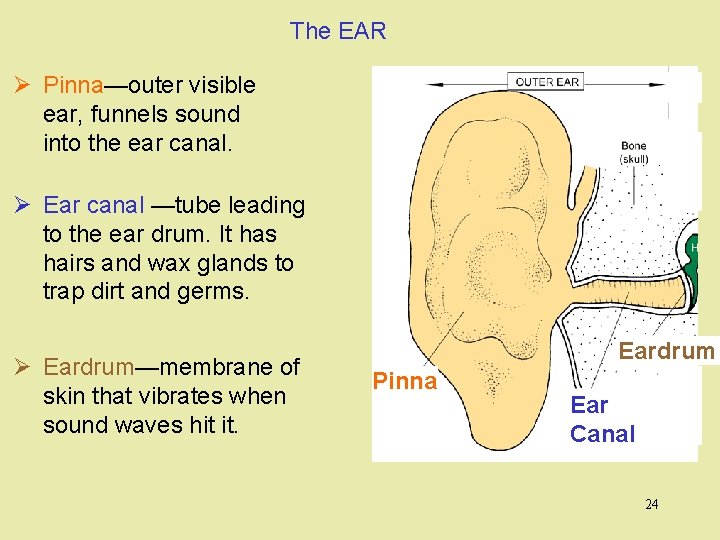 The EAR Ø Pinna—outer visible ear, funnels sound into the ear canal. Ø Ear