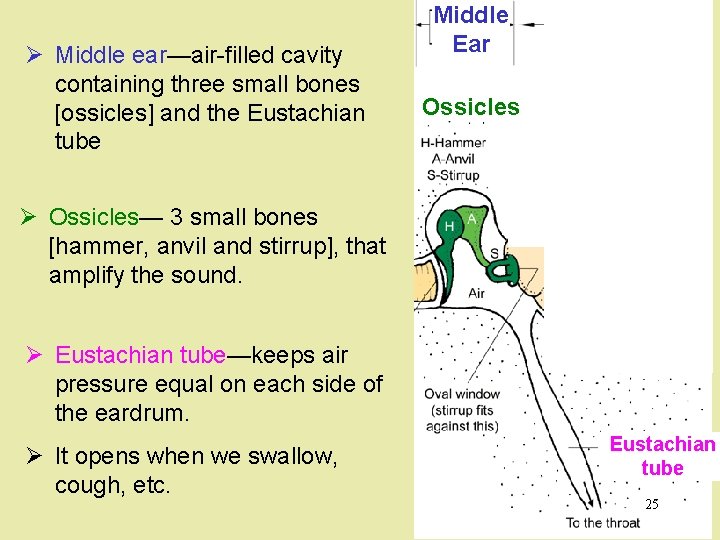 Ø Middle ear—air-filled cavity containing three small bones [ossicles] and the Eustachian tube Middle