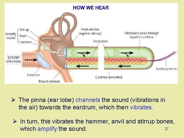 Ø The pinna (ear lobe) channels the sound (vibrations in the air) towards the