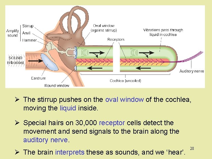 Ø The stirrup pushes on the oval window of the cochlea, moving the liquid