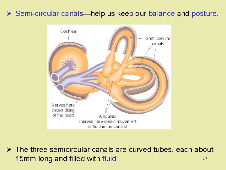 Ø Semi-circular canals—help us keep our balance and posture. Ø The three semicircular canals