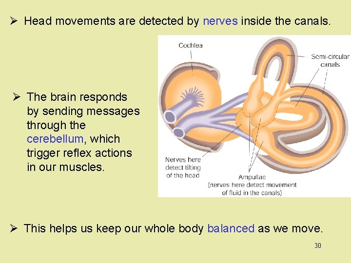 Ø Head movements are detected by nerves inside the canals. Ø The brain responds