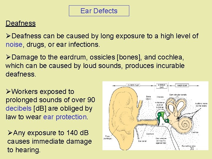 Ear Defects Deafness ØDeafness can be caused by long exposure to a high level