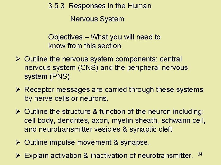 3. 5. 3 Responses in the Human Nervous System Objectives – What you will