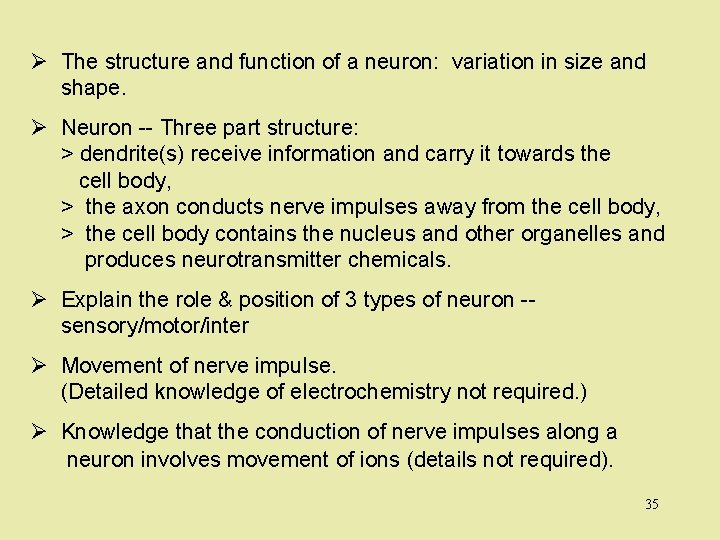 Ø The structure and function of a neuron: variation in size and shape. Ø