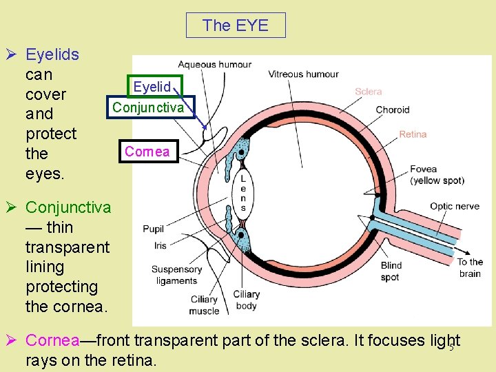 The EYE Ø Eyelids can cover and protect the eyes. Eyelid Conjunctiva Cornea Ø