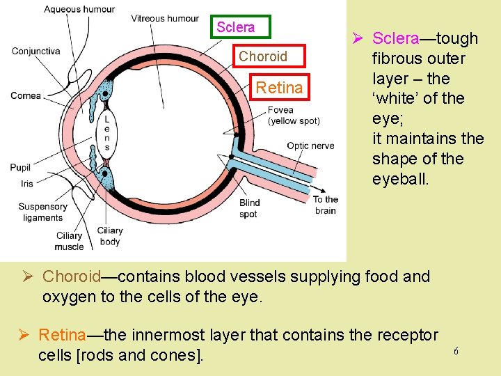 Sclera Choroid Retina Ø Sclera—tough fibrous outer layer – the ‘white’ of the eye;