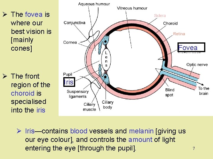 Ø The fovea is where our best vision is [mainly cones] Ø The front