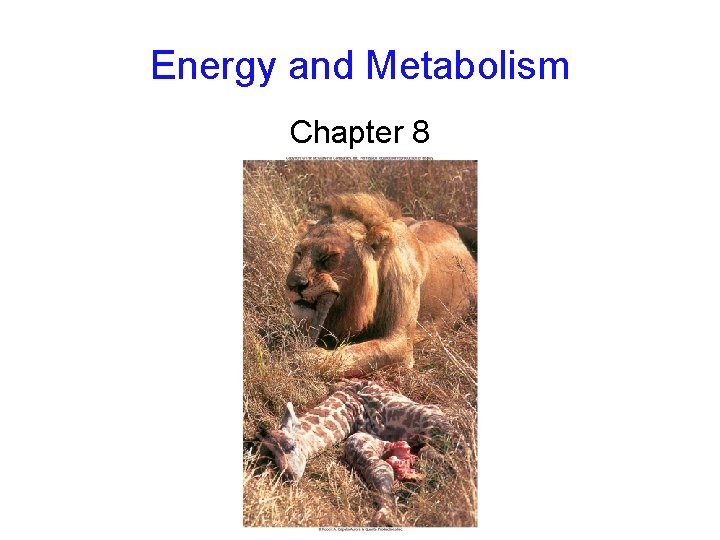 Energy and Metabolism Chapter 8 