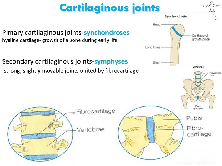 Cartilaginous joints Pimary cartilaginous joints-synchondroses hyaline cartilage- growth of a bone during early life