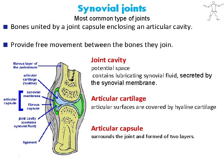 Synovial joints Most common type of joints Bones united by a joint capsule enclosing Synovial joints Most common type of joints Bones united by a joint capsule enclosing