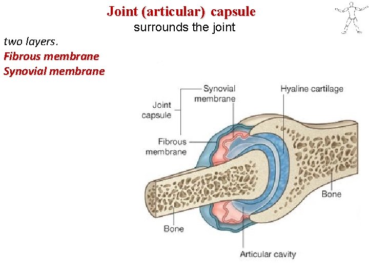 Joint (articular) capsule surrounds the joint two layers. Fibrous membrane Synovial membrane 