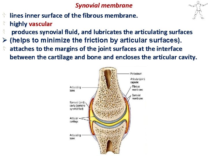 Synovial membrane lines inner surface of the fibrous membrane. highly vascular produces synovial fluid,