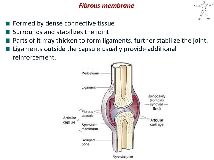 Fibrous membrane Formed by dense connective tissue Surrounds and stabilizes the joint. Parts of
