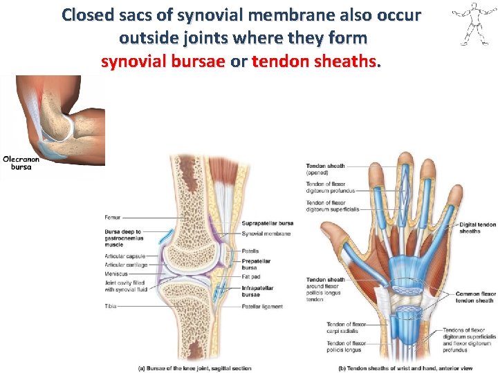 Closed sacs of synovial membrane also occur outside joints where they form synovial bursae