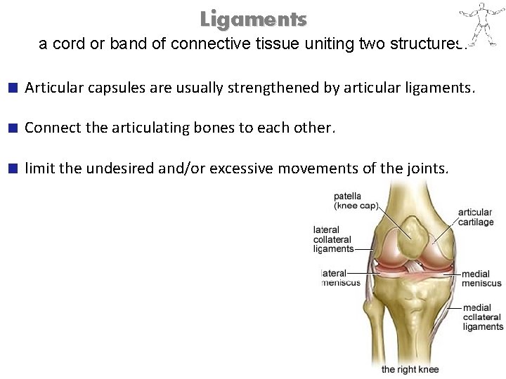 Ligaments a cord or band of connective tissue uniting two structures. Articular capsules are