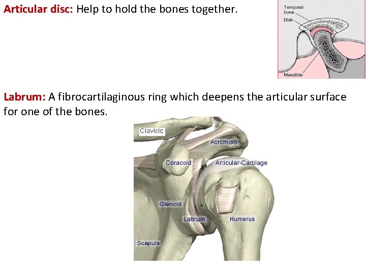 Articular disc: Help to hold the bones together. Labrum: A fibrocartilaginous ring which deepens