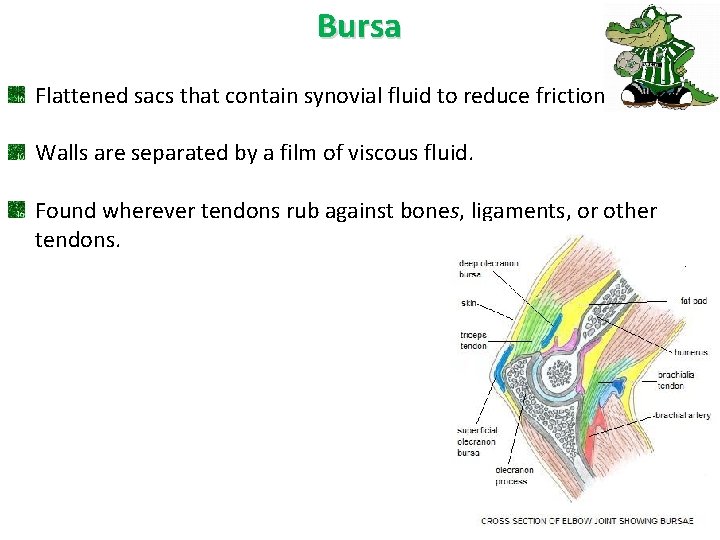 Bursa Flattened sacs that contain synovial fluid to reduce friction. Walls are separated by