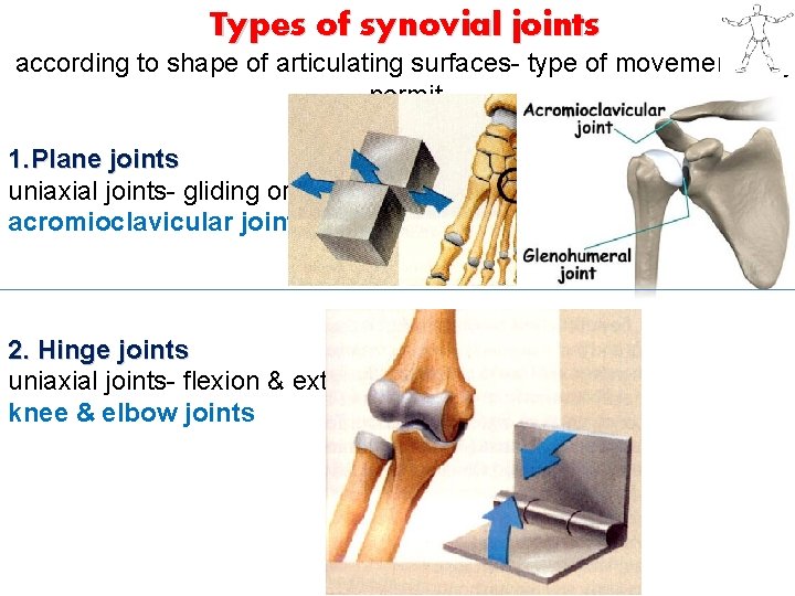 Types of synovial joints according to shape of articulating surfaces- type of movement they