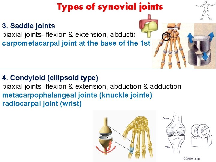 Types of synovial joints 3. Saddle joints biaxial joints- flexion & extension, abduction &