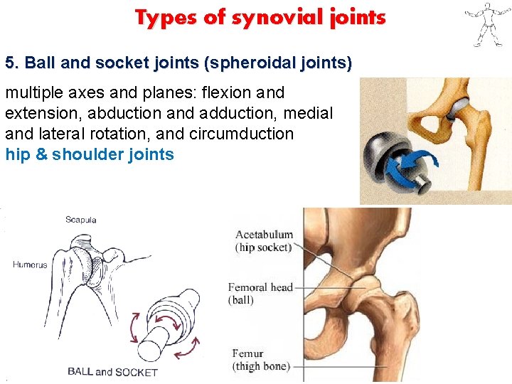 Types of synovial joints 5. Ball and socket joints (spheroidal joints) multiple axes and