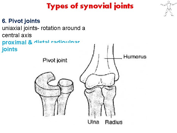 Types of synovial joints 6. Pivot joints uniaxial joints- rotation around a central axis