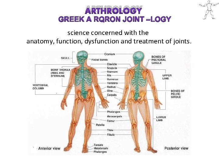 ARTHROLOGY GREEK A RQRON JOINT –LOGY science concerned with the anatomy, function, dysfunction and