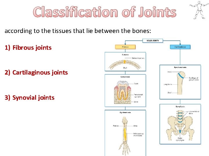 Classification of Joints according to the tissues that lie between the bones: 1) Fibrous