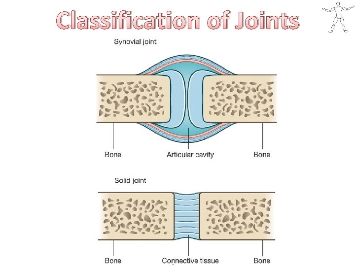 Classification of Joints 