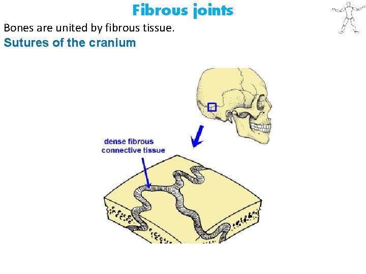 Fibrous joints Bones are united by fibrous tissue. Sutures of the cranium 