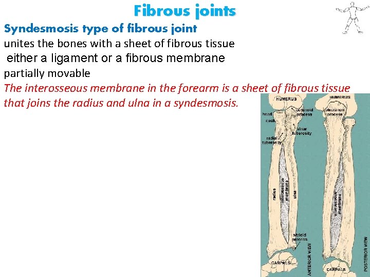 Fibrous joints Syndesmosis type of fibrous joint unites the bones with a sheet of