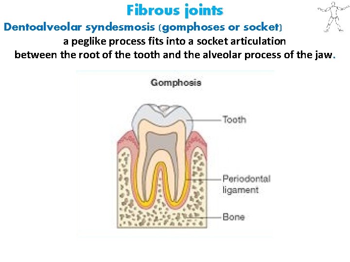 Fibrous joints Dentoalveolar syndesmosis (gomphoses or socket) a peglike process fits into a socket