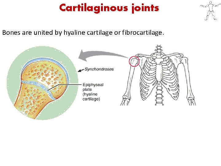 Cartilaginous joints Bones are united by hyaline cartilage or fibrocartilage. 