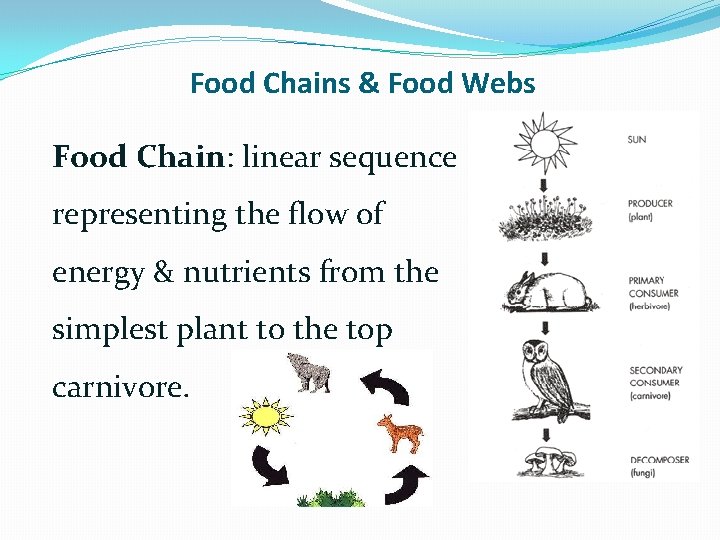 Food Chains & Food Webs Food Chain: linear sequence representing the flow of energy