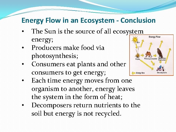 Energy Flow in an Ecosystem - Conclusion • • • The Sun is the