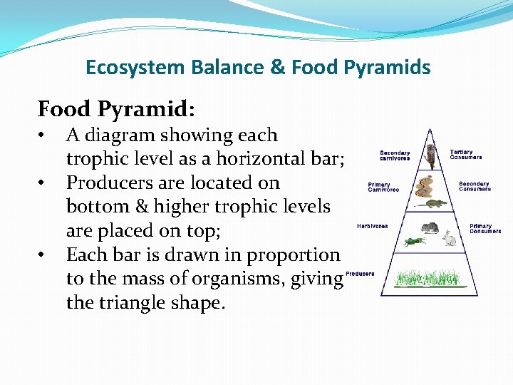 Ecosystem Balance & Food Pyramids Food Pyramid: • • • A diagram showing each