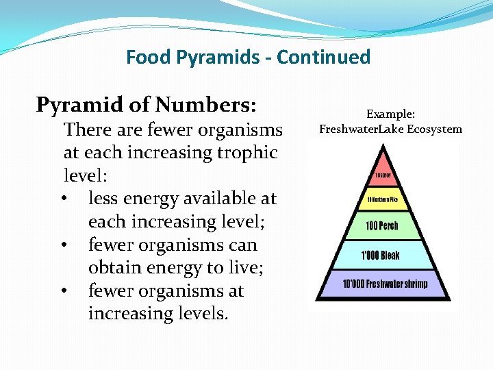 Food Pyramids - Continued Pyramid of Numbers: There are fewer organisms at each increasing
