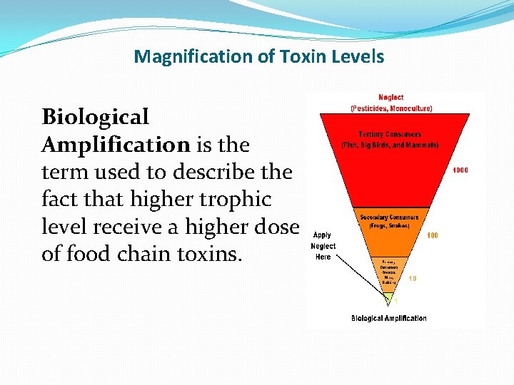 Magnification of Toxin Levels Biological Amplification is the term used to describe the fact